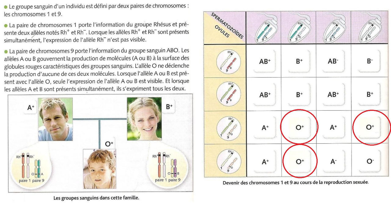 Un exemple de hasard lors de la fécondation: le groupe sanguin du bébé.